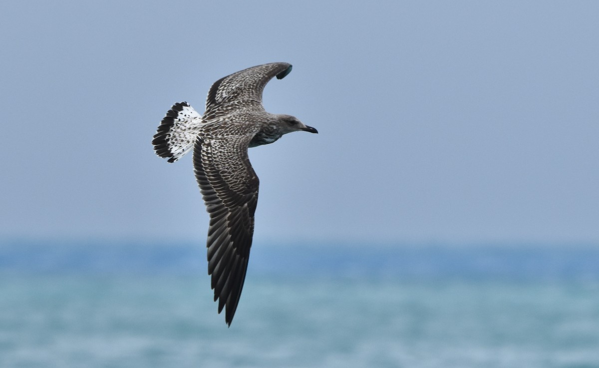 Gaviota Sombría - ML609652165