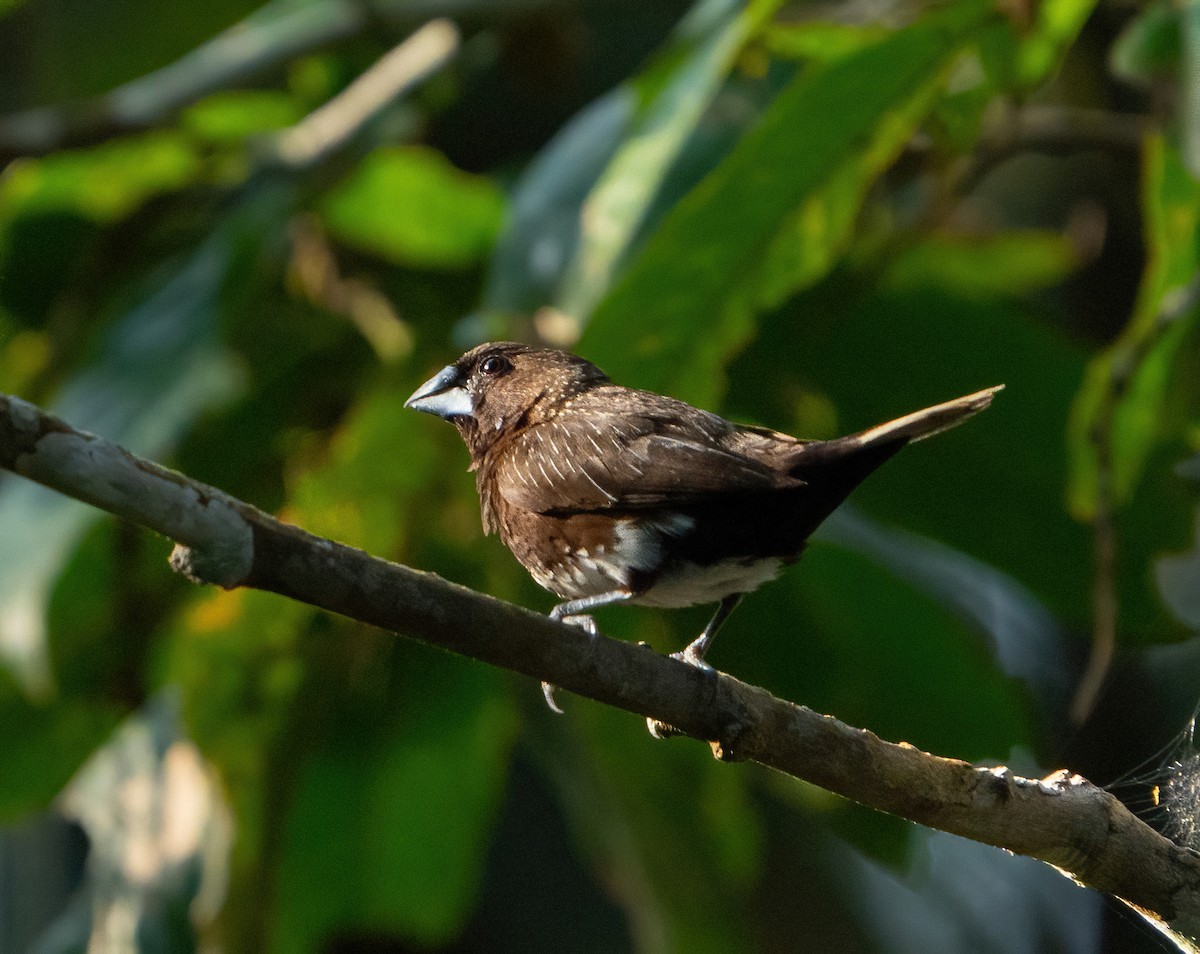 White-bellied Munia - ML609652190