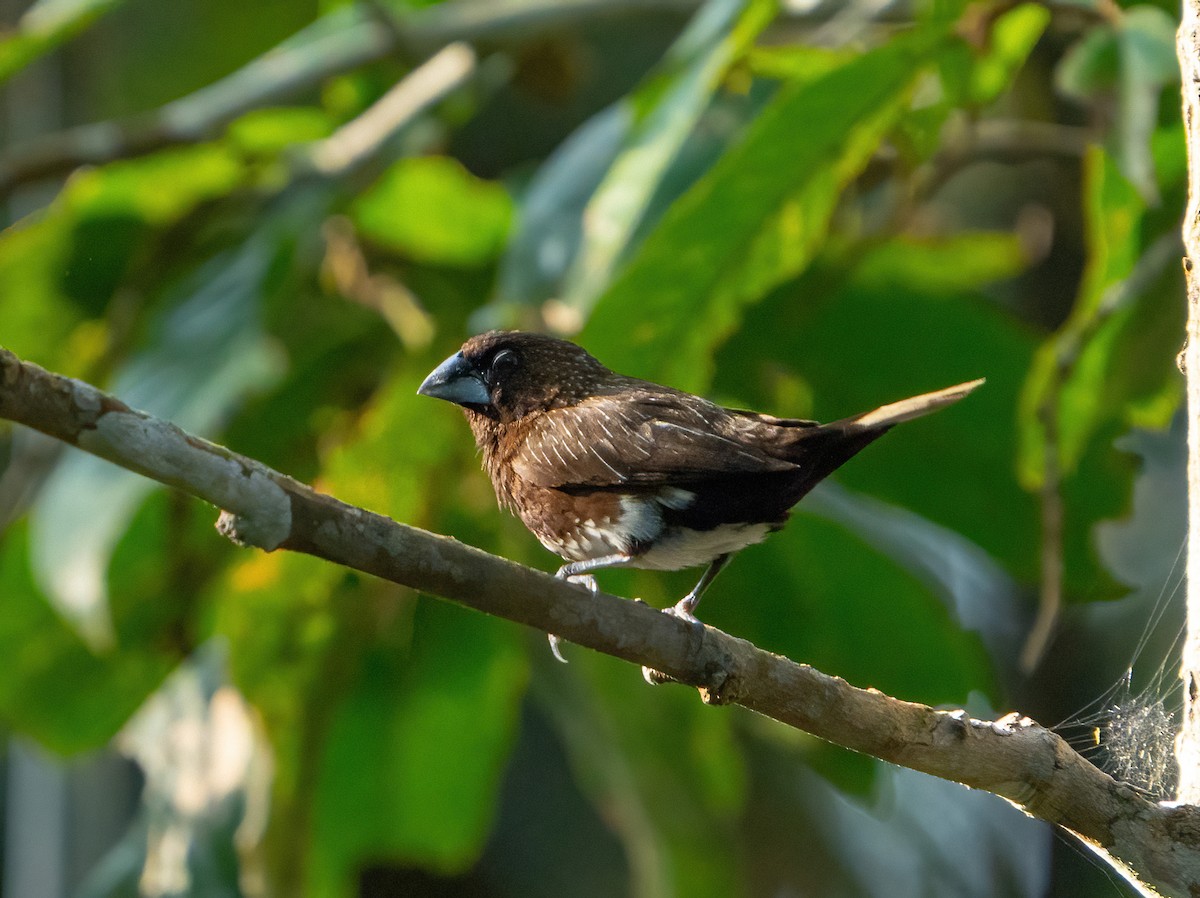 White-bellied Munia - ML609652191