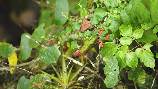 Rufous-tailed Hummingbird - ML609652286