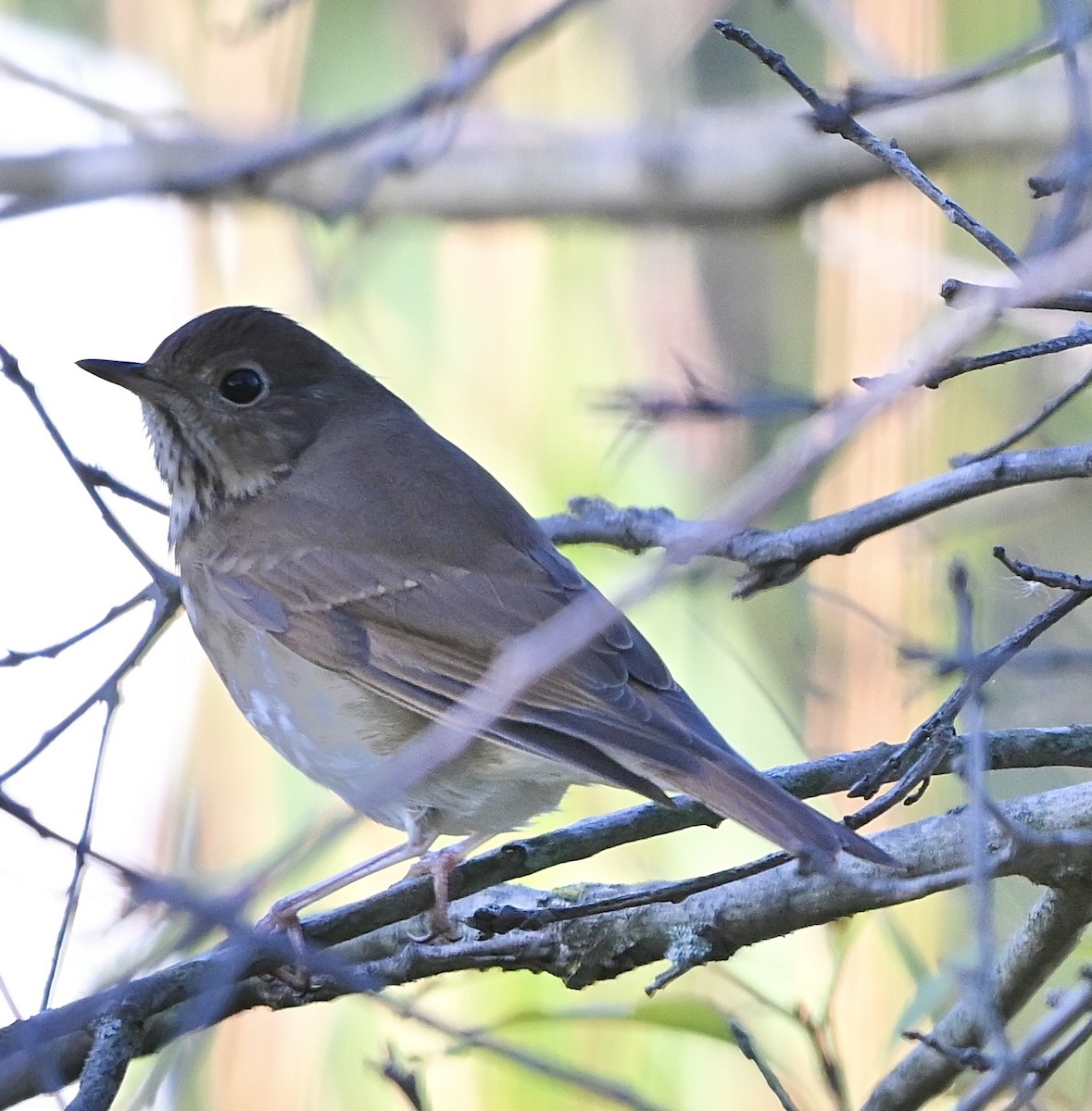 Hermit Thrush - ML609652291