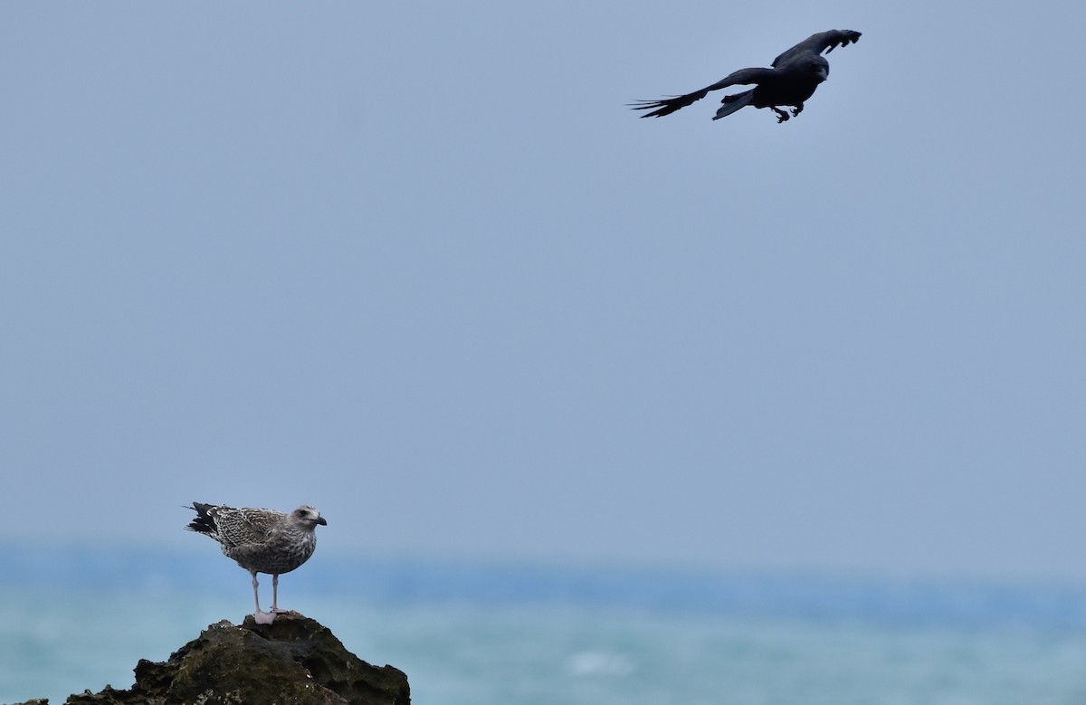 Gaviota Sombría - ML609652305