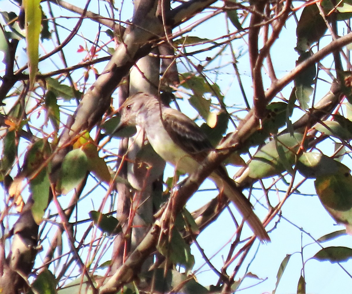 Ash-throated Flycatcher - ML609652306