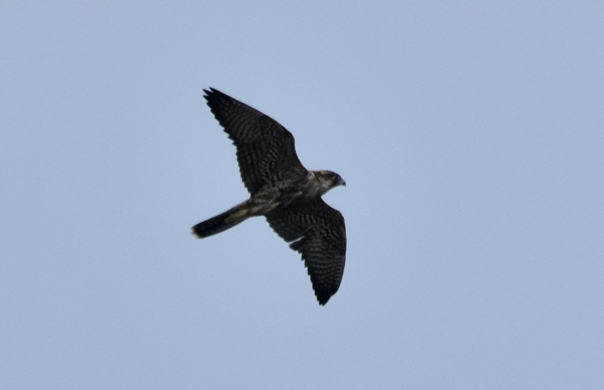 Peregrine Falcon - ML609652314