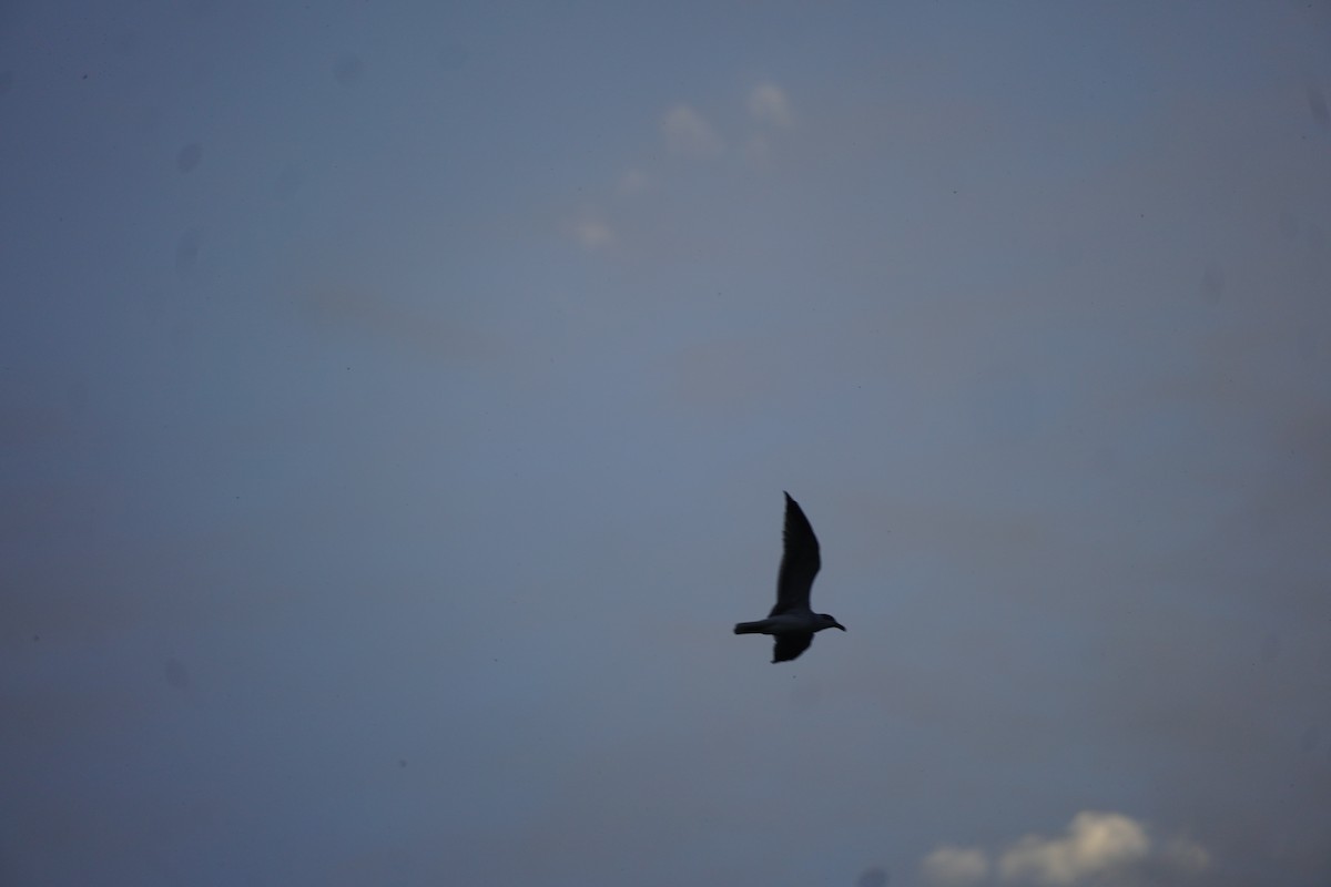 Laughing Gull - ML609652345