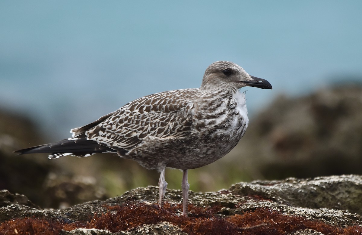 Gaviota Sombría - ML609652352