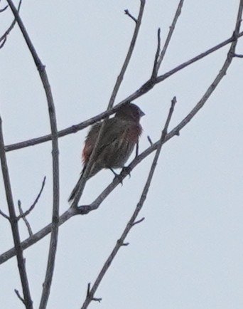 House Finch - ML609652374