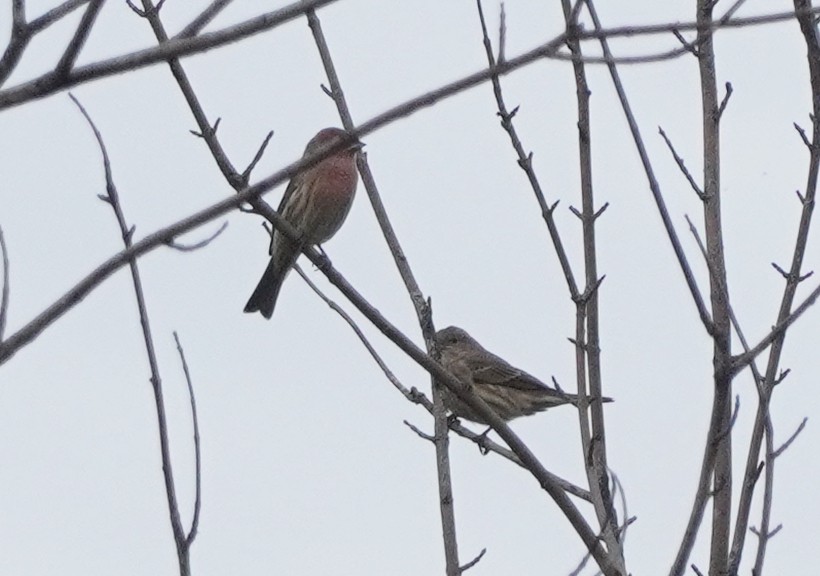 House Finch - ML609652376