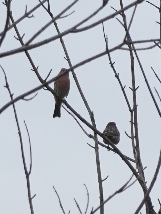 House Finch - ML609652377