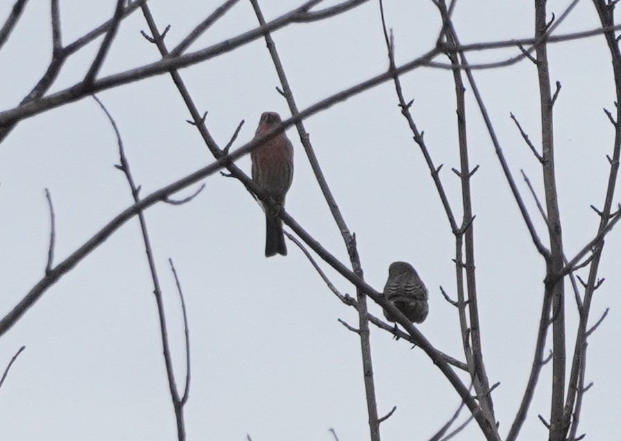 House Finch - ML609652378