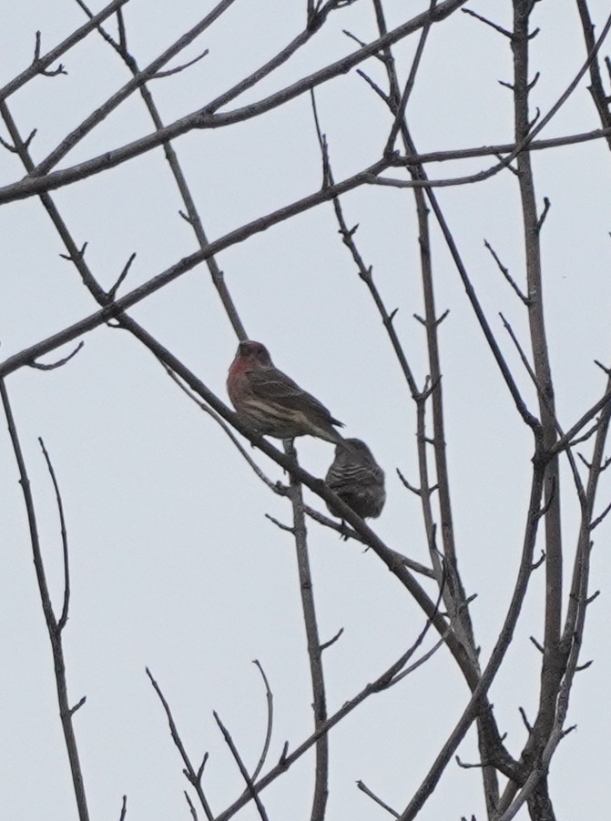 House Finch - ML609652379