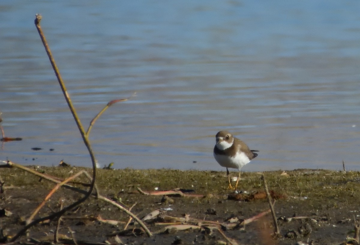 Semipalmated Plover - ML609652384