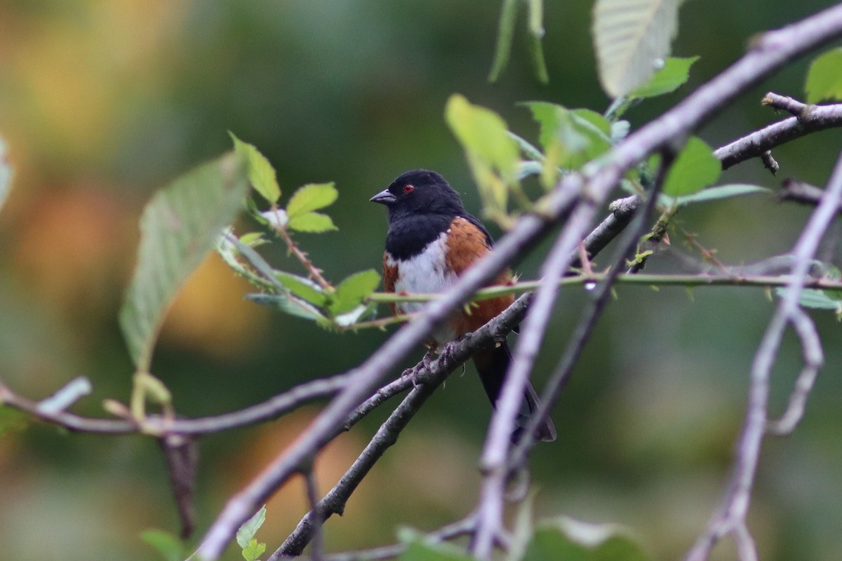 Spotted Towhee - ML609652385