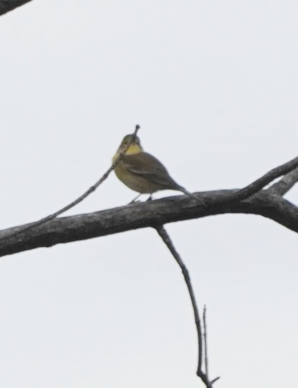 Pine Warbler - ML609652391