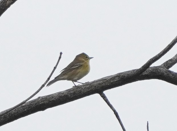 Pine Warbler - ML609652411