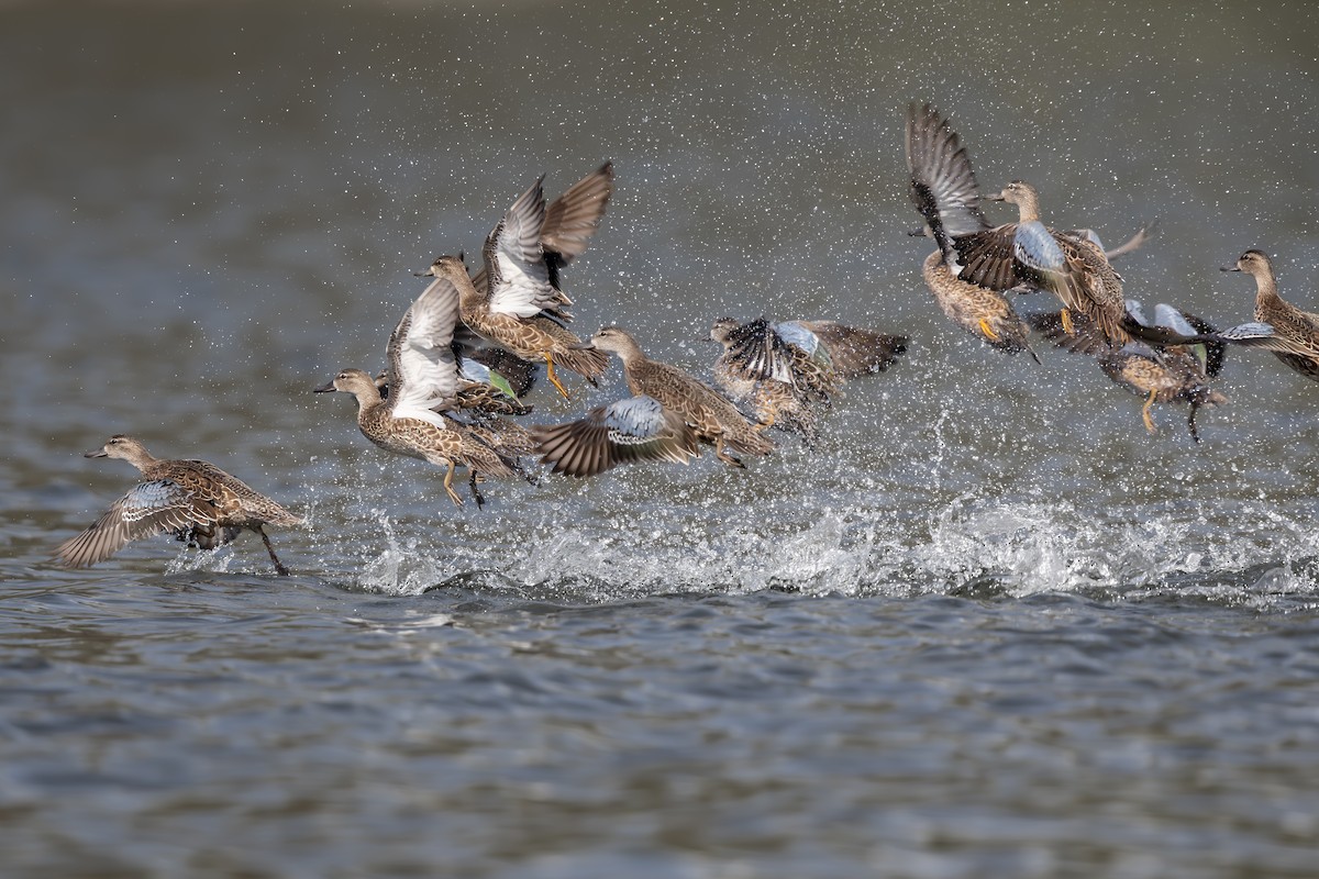 Blue-winged Teal - ML609652422