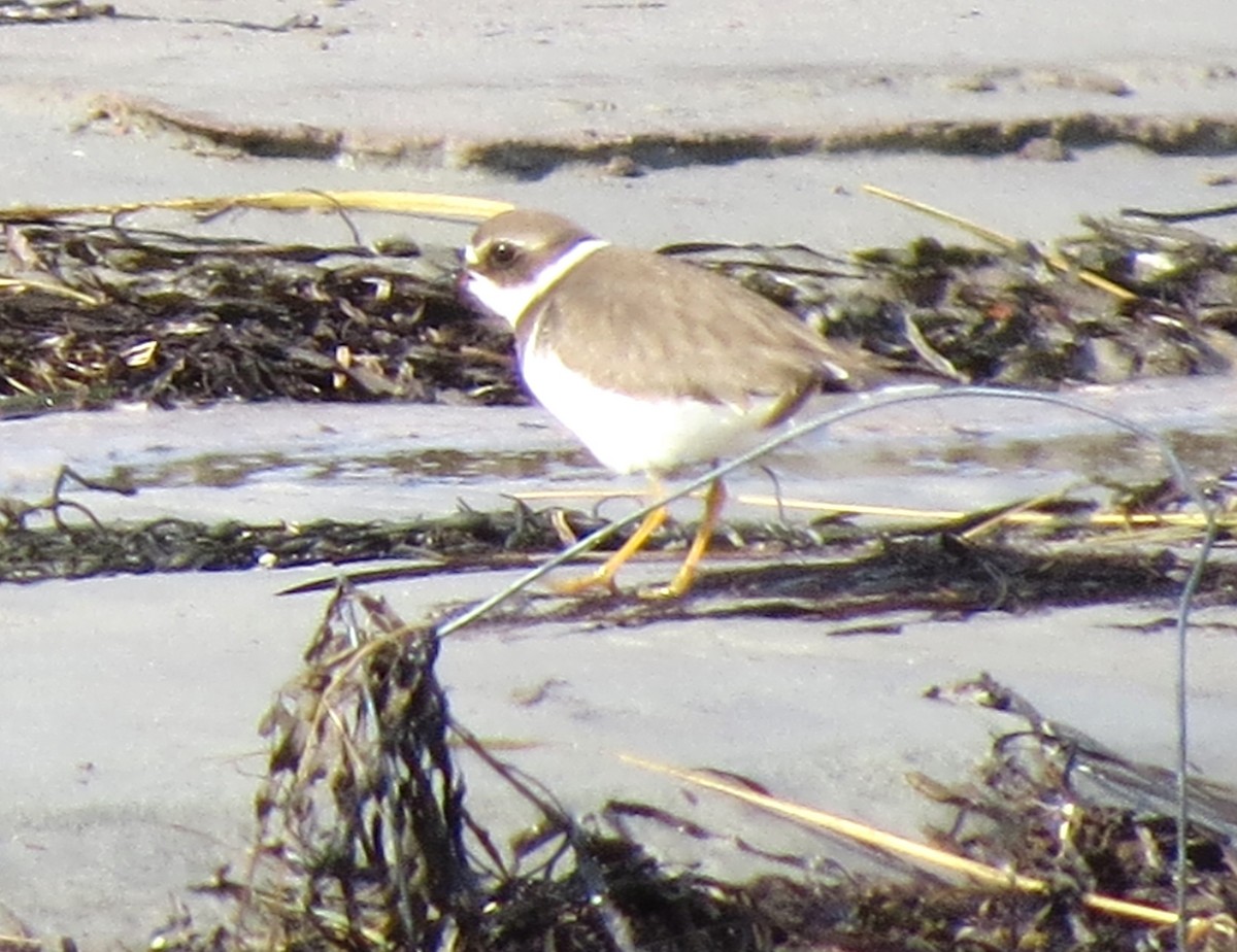Semipalmated Plover - ML609652444