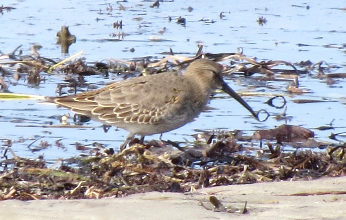 Dunlin - ML609652456