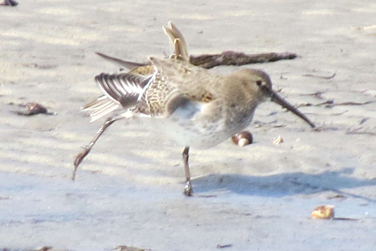 Dunlin - James Hirtle