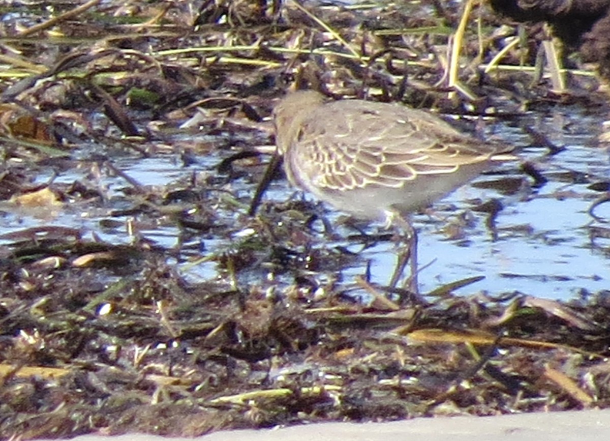 Dunlin - ML609652463