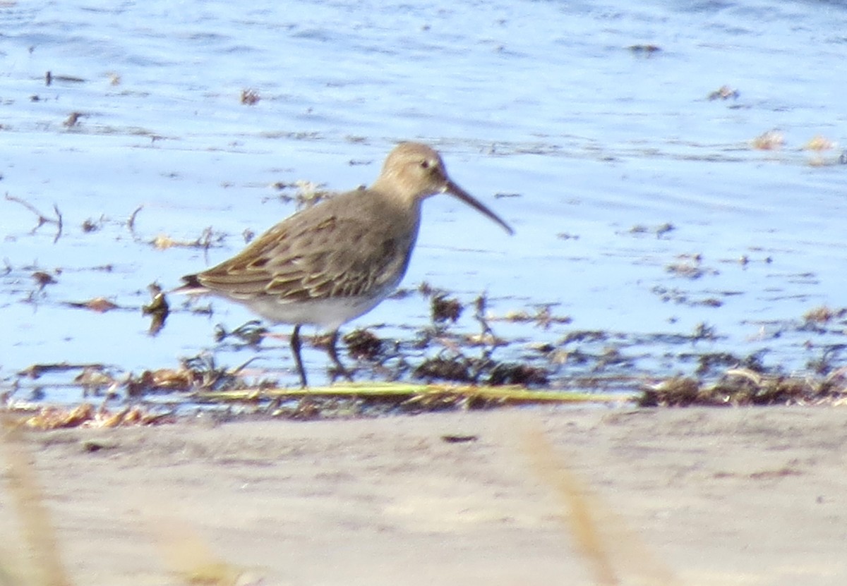 Dunlin - ML609652475