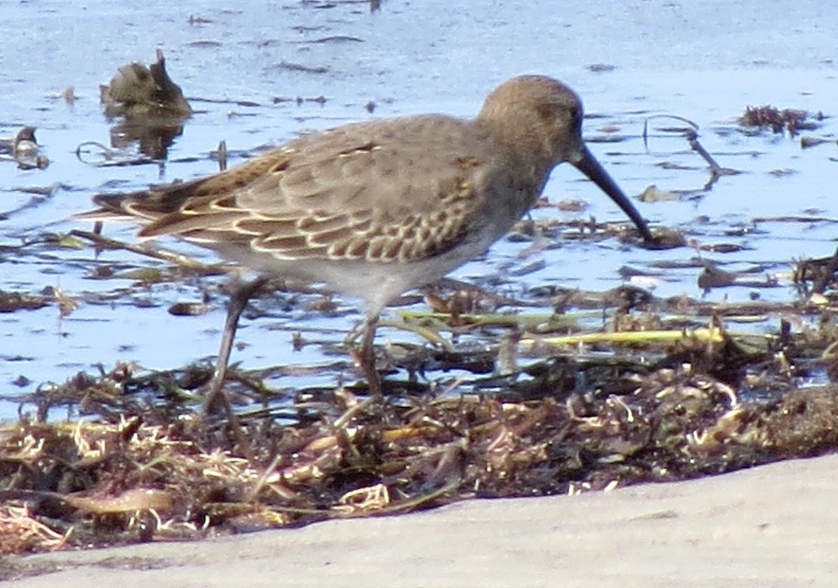 Dunlin - ML609652477