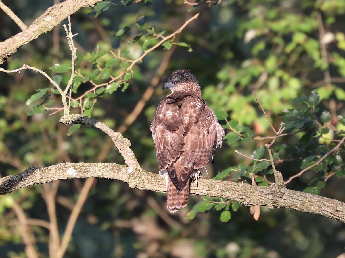 Red-tailed Hawk - Daniel Hinnebusch