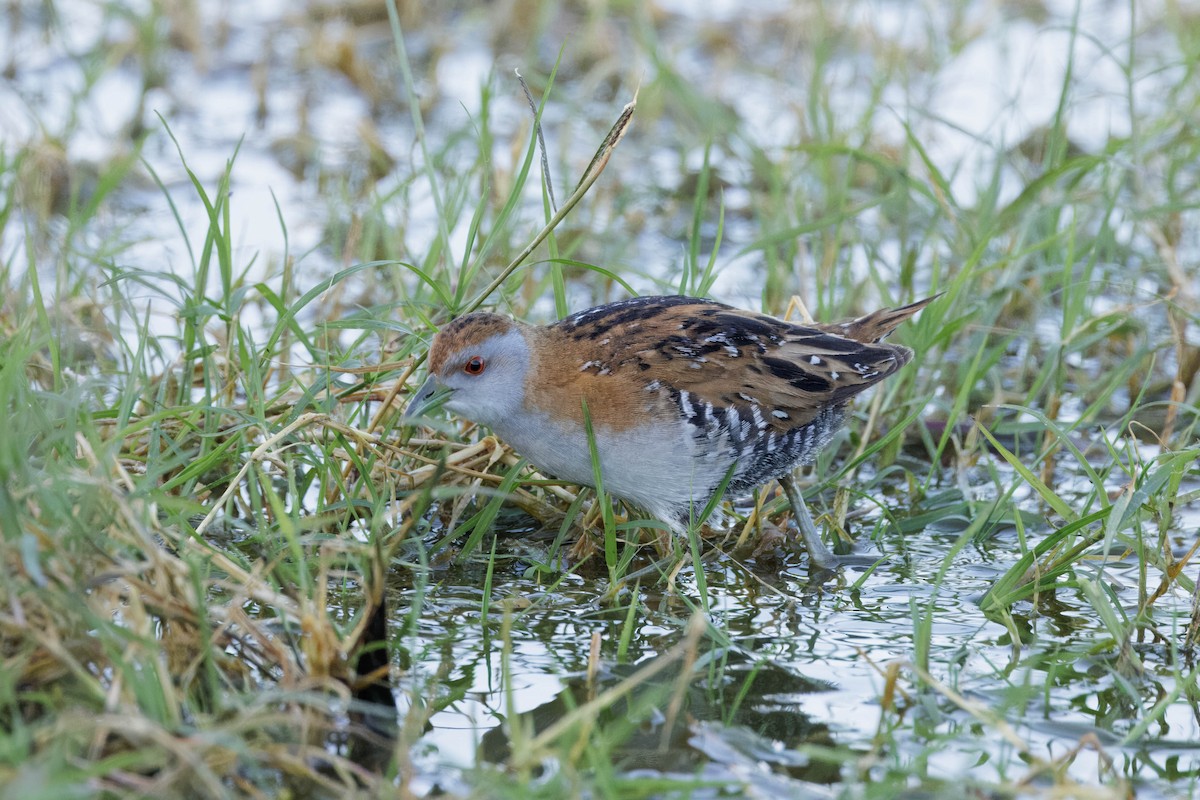 Baillon's Crake - ML609652634