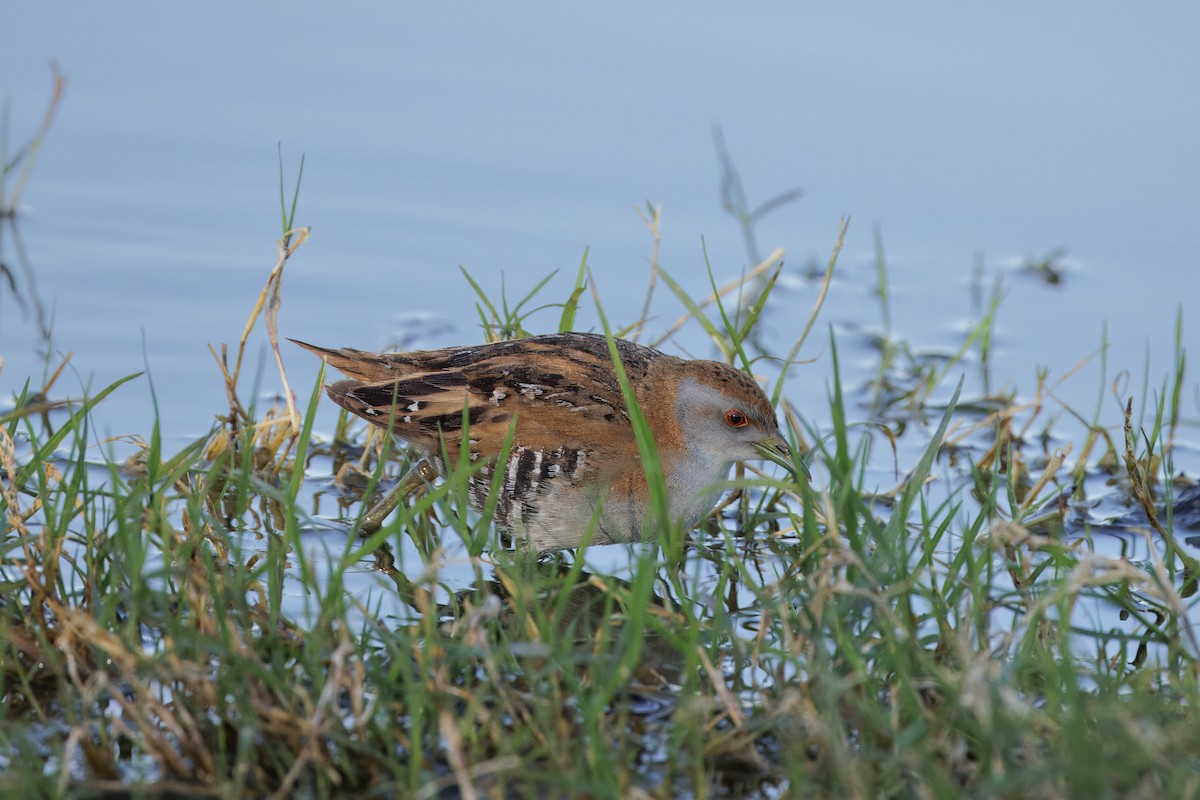 Baillon's Crake - ML609652636