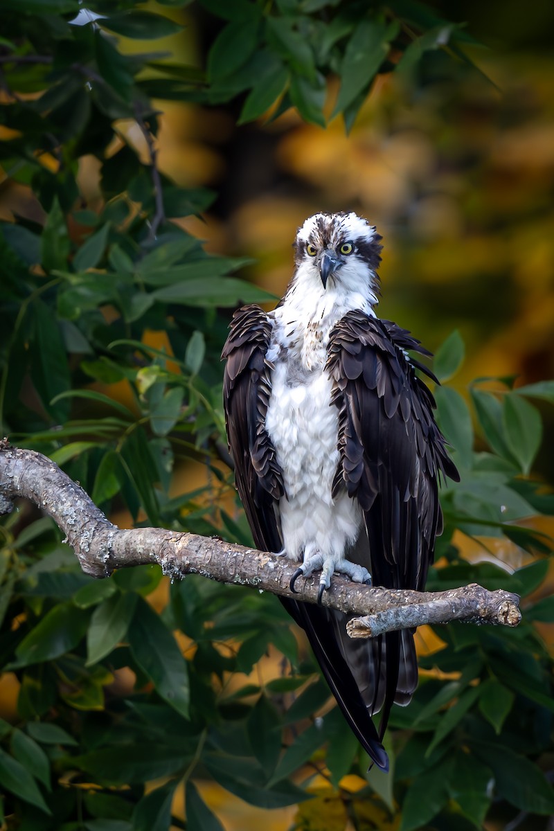 Águila Pescadora - ML609652664