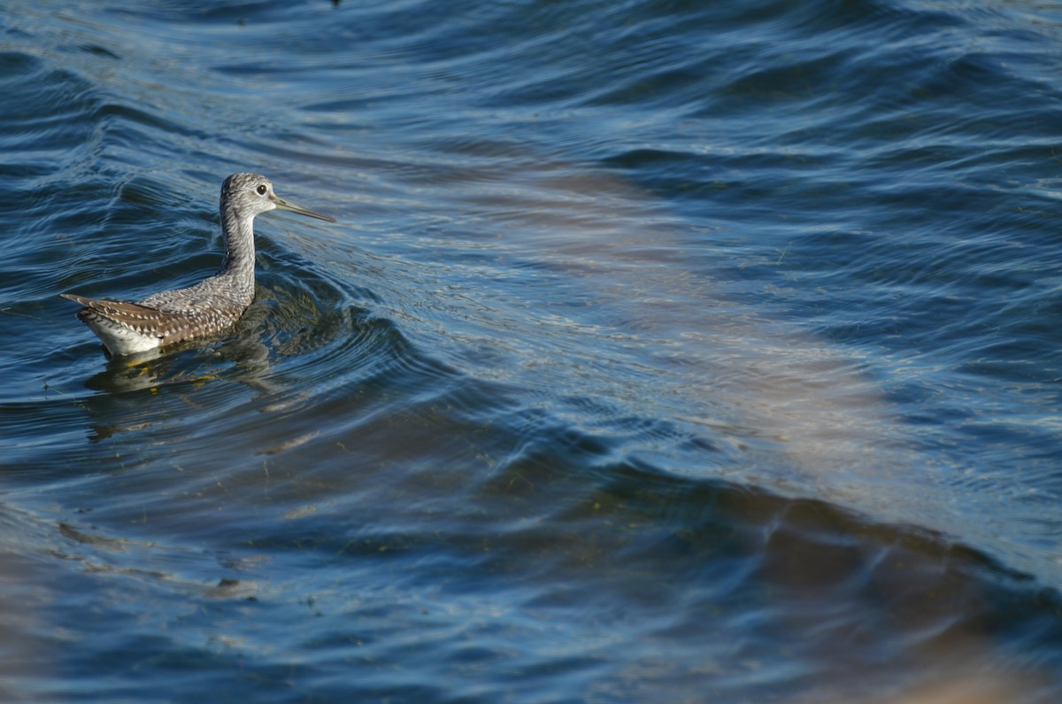 Greater Yellowlegs - ML609652734