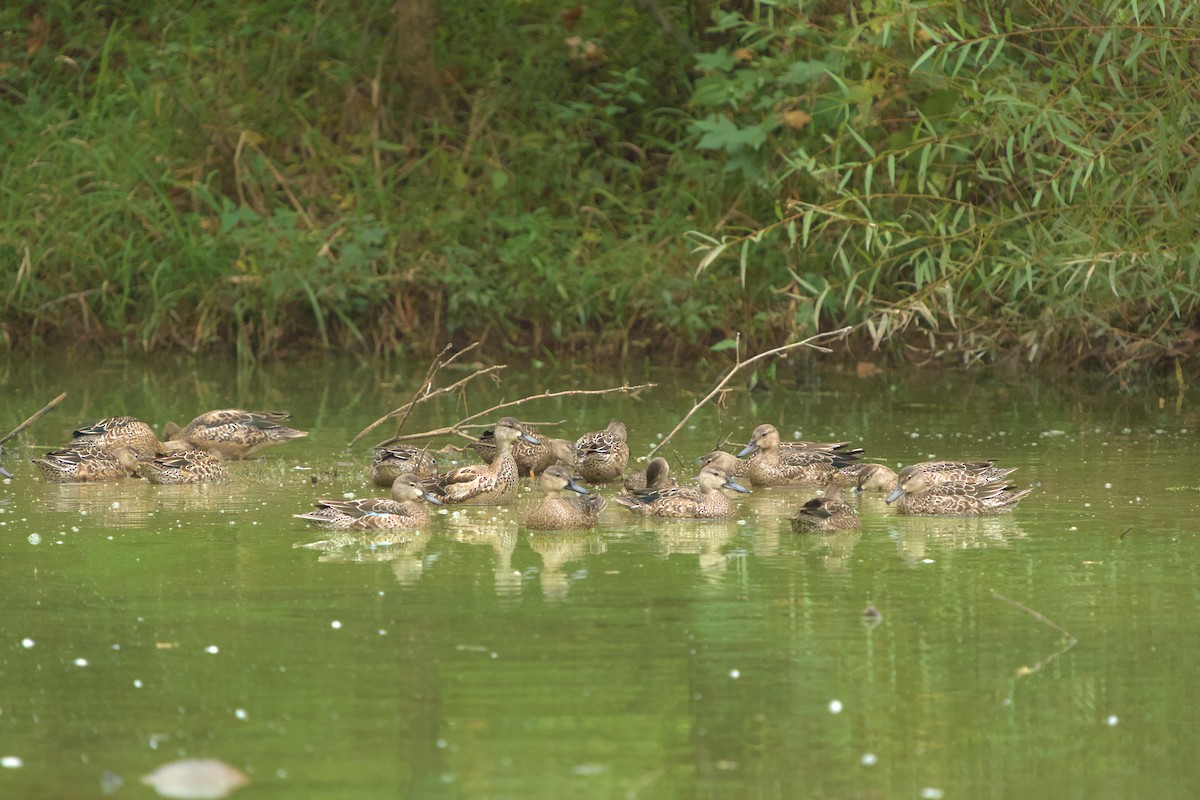 Blue-winged Teal - Mark Montazer