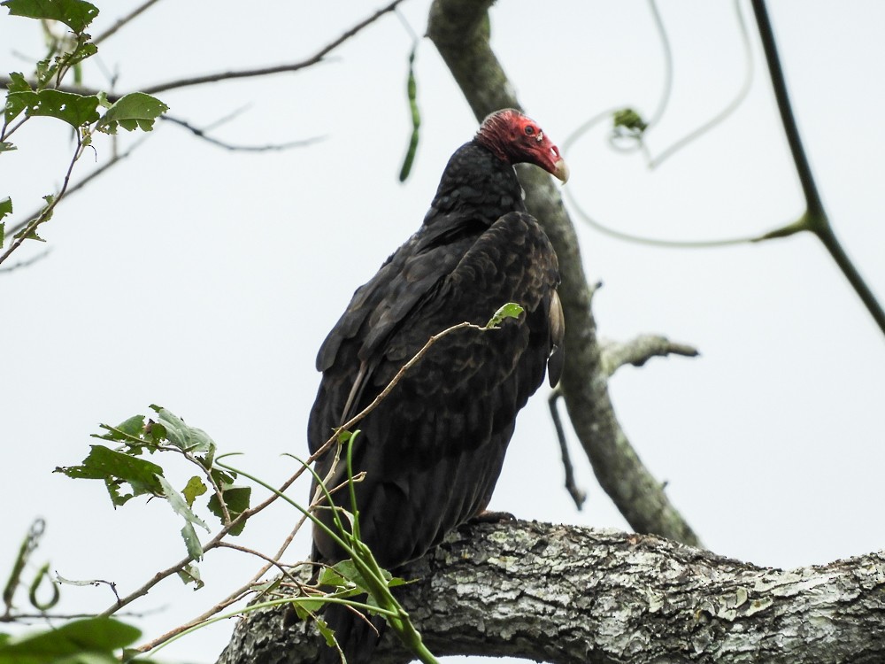 Turkey Vulture - Denis Corbeil