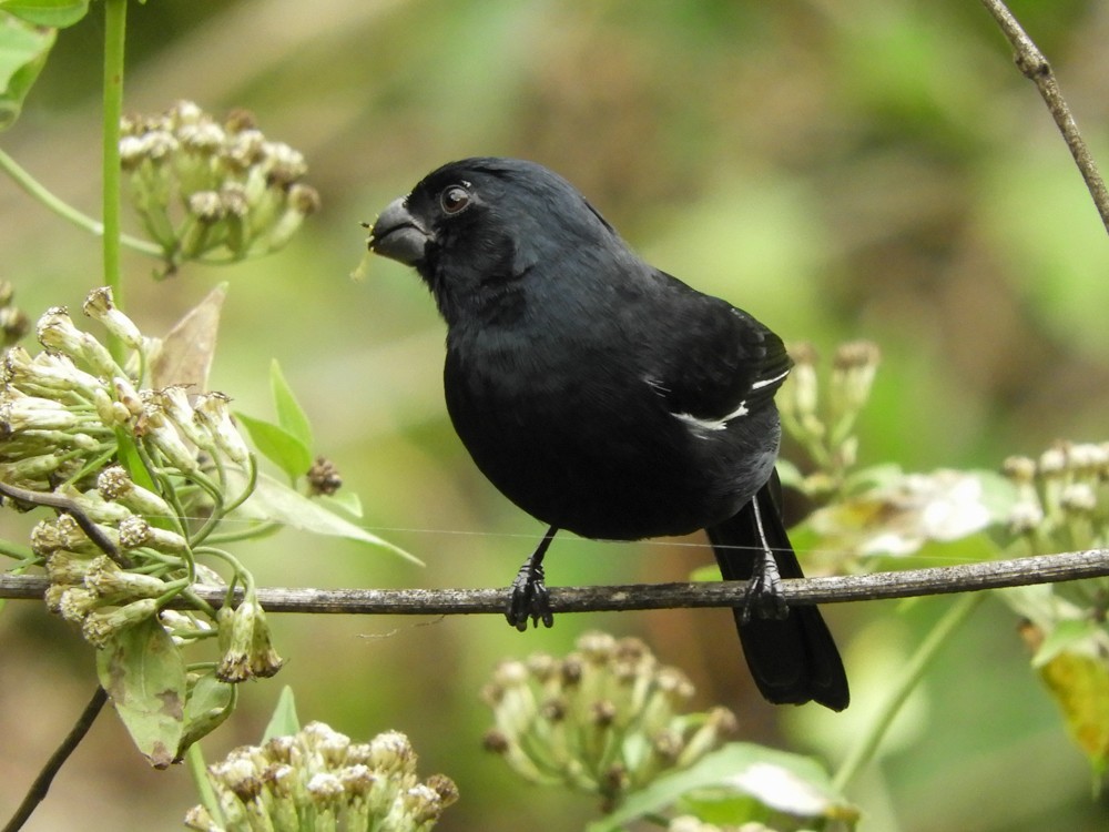 Cuban Bullfinch - ML609652761