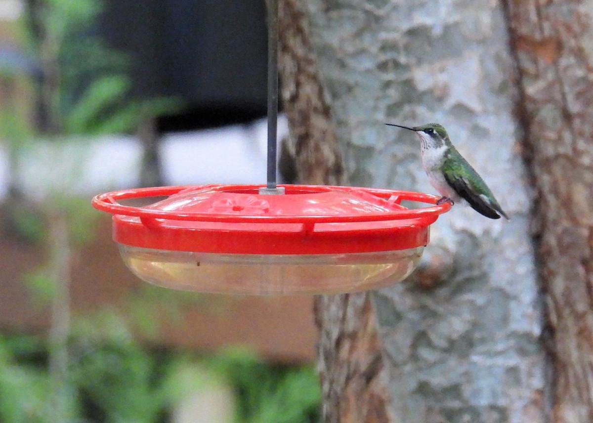 Colibri à gorge rubis - ML609652927