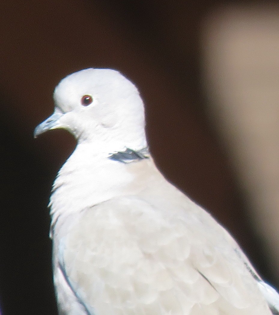 Eurasian Collared-Dove - ML609652937