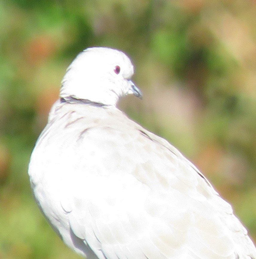 Eurasian Collared-Dove - ML609652943