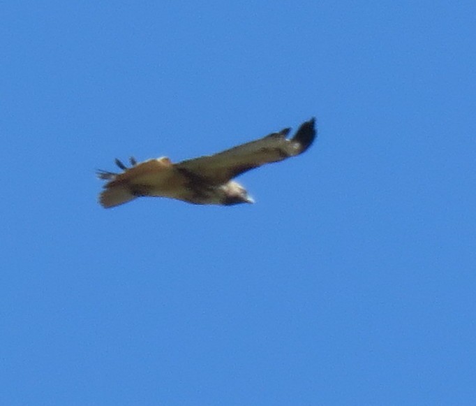 Red-tailed Hawk (calurus/alascensis) - ML609652964