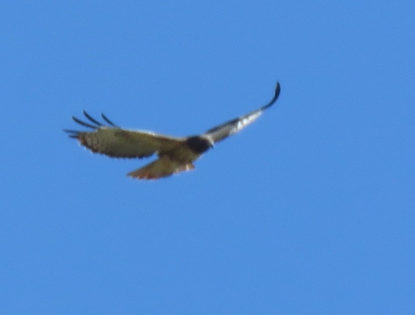 Red-tailed Hawk (calurus/alascensis) - ML609652973