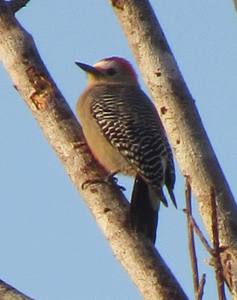 Yucatan Woodpecker - ML609652975