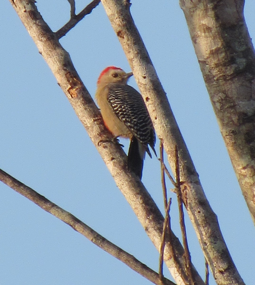 Yucatan Woodpecker - ML609652976