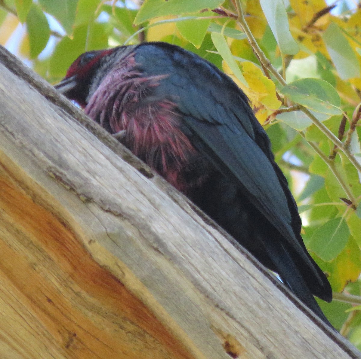 Lewis's Woodpecker - ML609652990