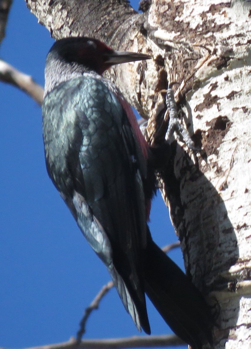 Lewis's Woodpecker - ML609653000