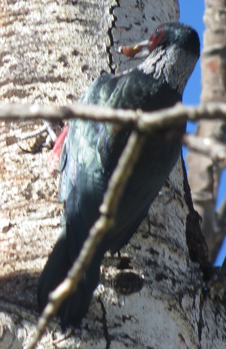 Lewis's Woodpecker - ML609653003