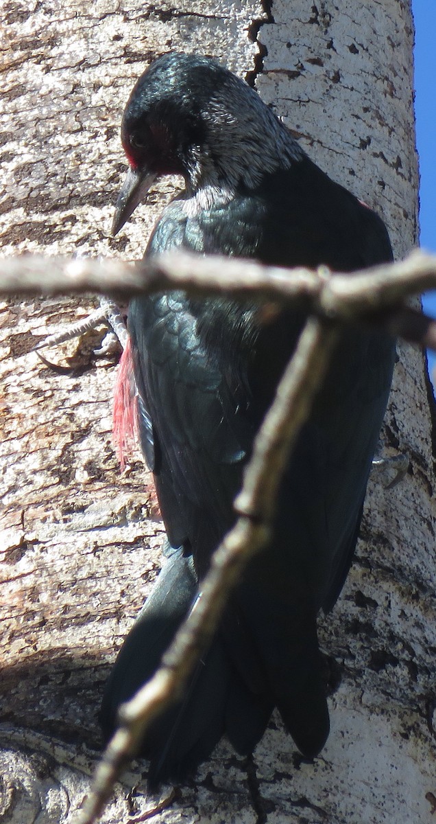 Lewis's Woodpecker - ML609653013