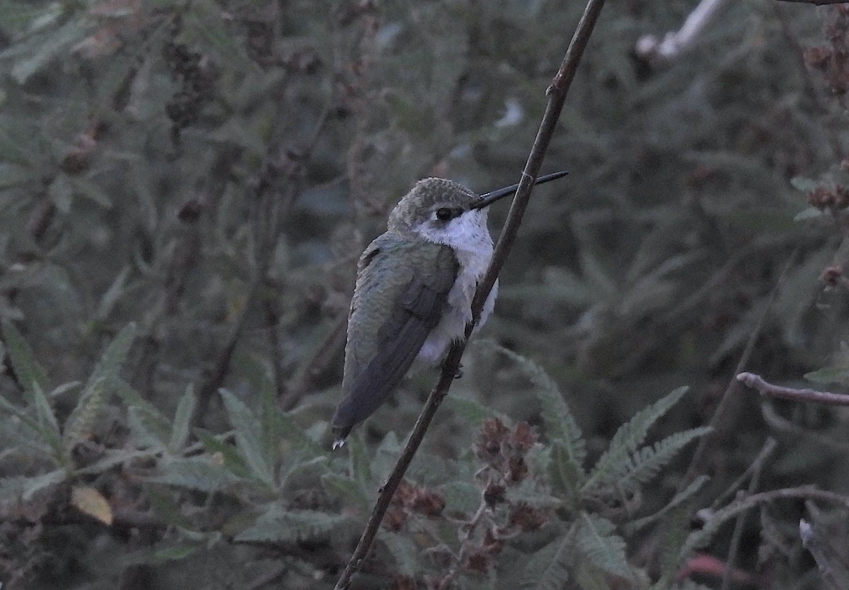 Black-chinned Hummingbird - ML609653060