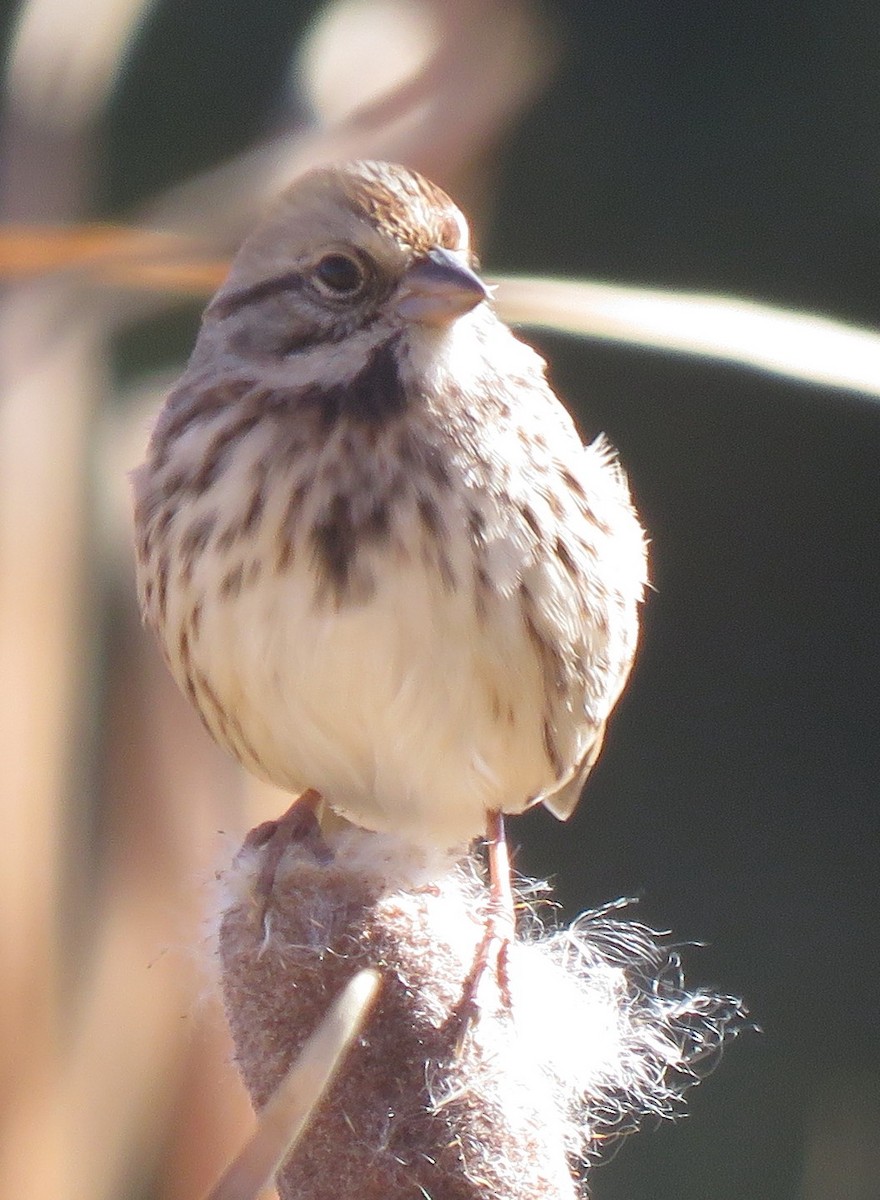 Song Sparrow - ML609653077