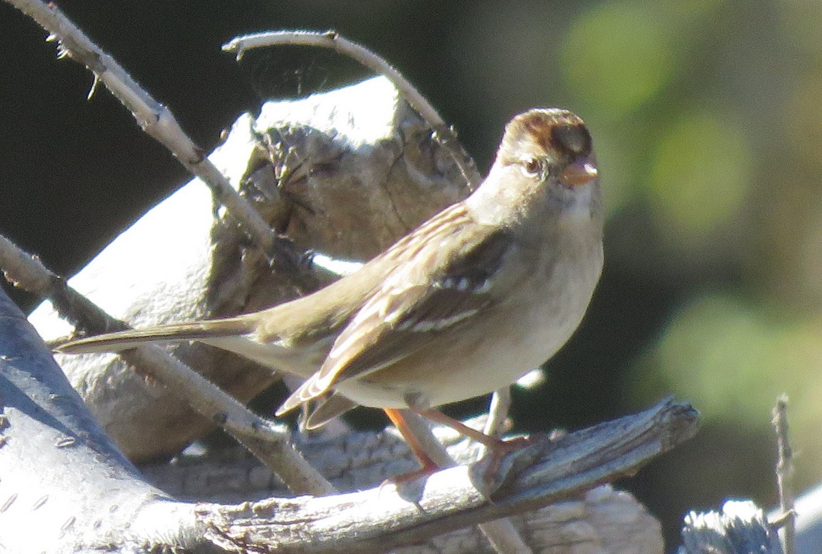 White-crowned Sparrow (Gambel's) - ML609653128