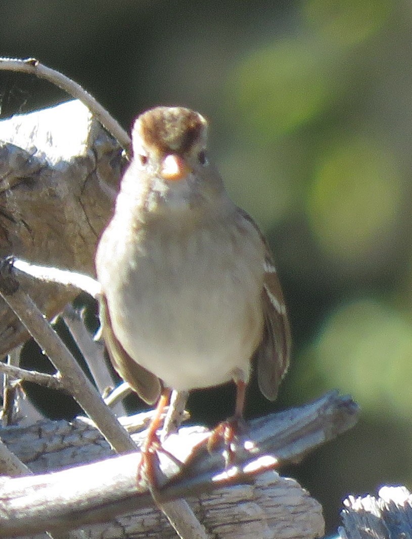 White-crowned Sparrow (Gambel's) - ML609653151