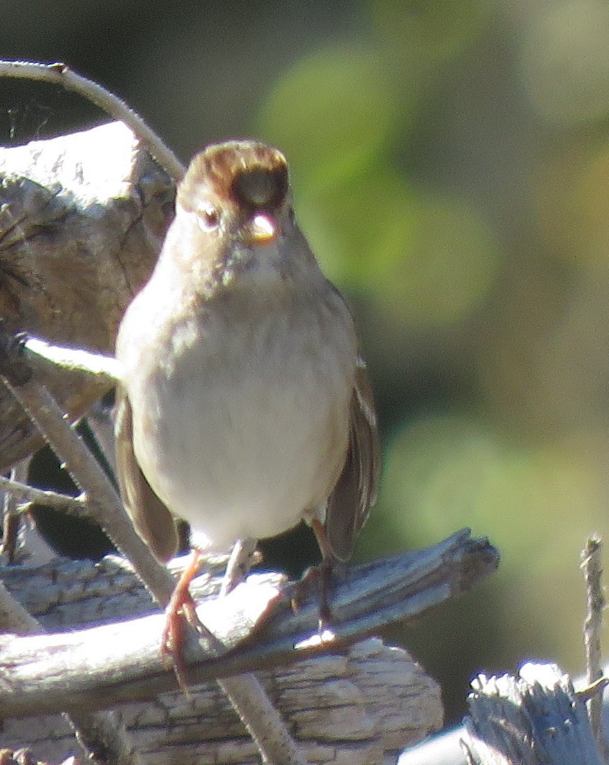 White-crowned Sparrow (Gambel's) - ML609653184